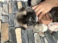 Safkan amerikan akita yavrularım