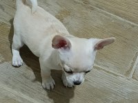 Yavru chihuahua 5