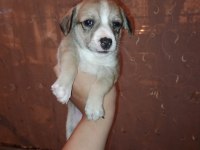 Corgi / Jack russell