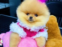 Taş gibi pomeranian boo bebeeeek