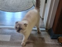 Scottish Fold Dişi (Kısırlaştırılmış)