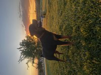7 aylık dişi rottweiler
