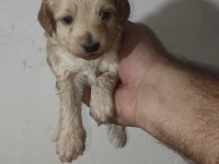MALTİPOO YAVRULARIMIZ YENİ SAHİPLERİNİ ARİYOR