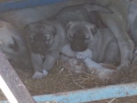 Kral yavruları köpekler