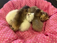 Ankara rezerve açık british shorthair yavrularımız
