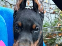 Safkan Fci Şecereli Doberman Yavrularımız
