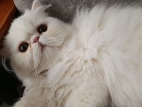 Exotic Longhair Dişi Yavru