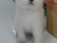 British shorthair kedisi