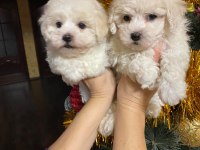 Orjinal bichon frise yavrularımız