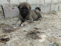 Şampiyon Kangal yavruları ilk defa sahnede