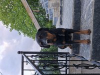 SON YAVRU KÖPEĞİMİZ