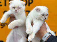 Minik scottish fold bebekler