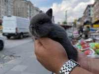 Cüce Tavşan (Netharlend Dwarf)