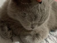 Hamile dişi british shorthair acil