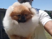 Orijinal pomeranian boo