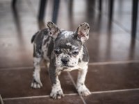 FARKLI OLMAK İSTEYENLER İÇİN EL SALVADOR KENNEL FRENCH