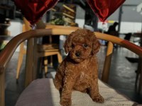 TOY POODLE KÖPEĞİMİZ