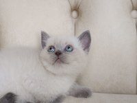 Safkan orijinal british shorthair yavrularımız