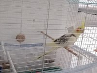 Konuşan sultan papağanı erkek