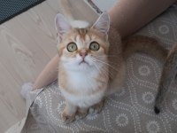 Golden British Shorthair