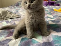 British shorthair ve scottish fold yavru köpeklerimiz