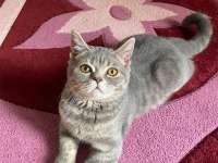 9 Aylık Erkek British Shorthair