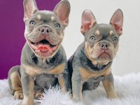 French Bulldog Yavruları