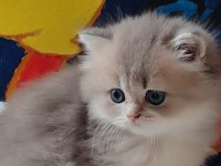British longhair kaliteli bebekler denizli