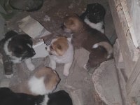 akita yavruları sahnede
