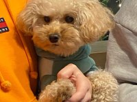 Toy poodle yetişkinler