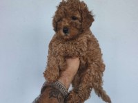 Toy poodle yavrular