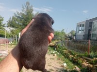 Aşılı karneli sağlık garantili french bulldog