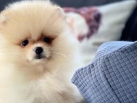 POMERANİAN YAVRULARI SİZLERİ BEKLİYOR