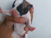French bulldog yavrularımız