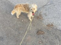 Golden doodle