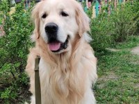 Harika golden retriever bebişler