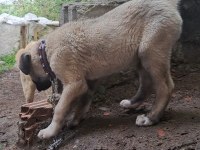 2 Buçuk Aylık KANGAL