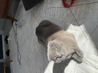 Ücretsiz scottish fold