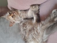 Yavru tatlı kızımız kedimiz