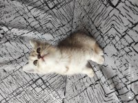2 adet british shorthair silver grey yavru 45 günlük
