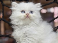 British Longhair güzelliği
