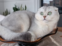 Scottish fold oğluma british eş arıyorum