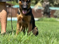 Almanların Efsaneleşen Köpeği Alman Kurdu Yavruları