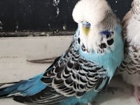 Show Jumbo Muhabbet Kuşu Erkek Isırmaz