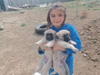 1 Aylık erkek dişi saf Kangallar