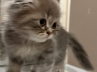 Scottish Fold Kedisi
