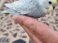 15 adet yeni yeme düşen muhabbet kuşu toplu sahiplendirme