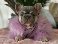 HARİKA ANATOMİ EGZOTİK FRENCH BULLDOG