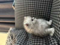 Munchkin yavru