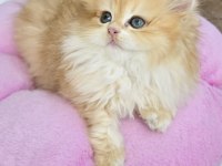 British Longhair golden kızlar